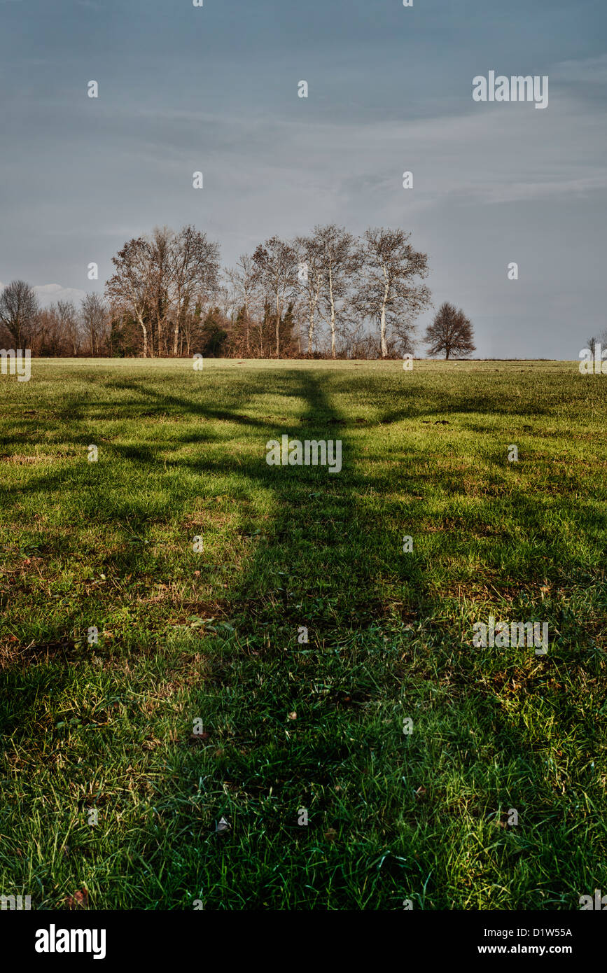Baum Schatten Stockfoto