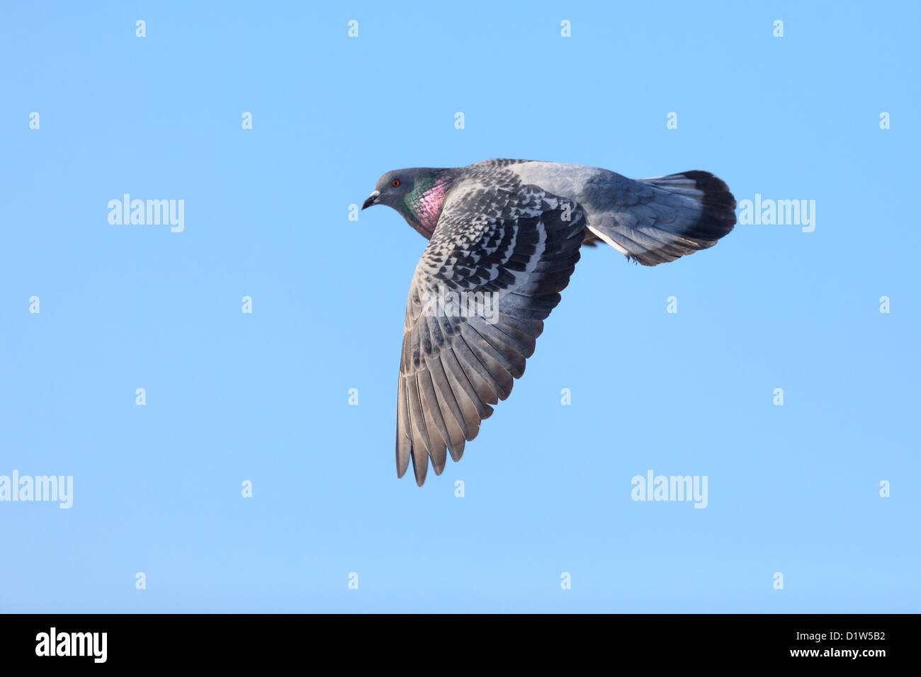 Columba Livia, Felsentaube. Einen Vogel im Flug. Stockfoto