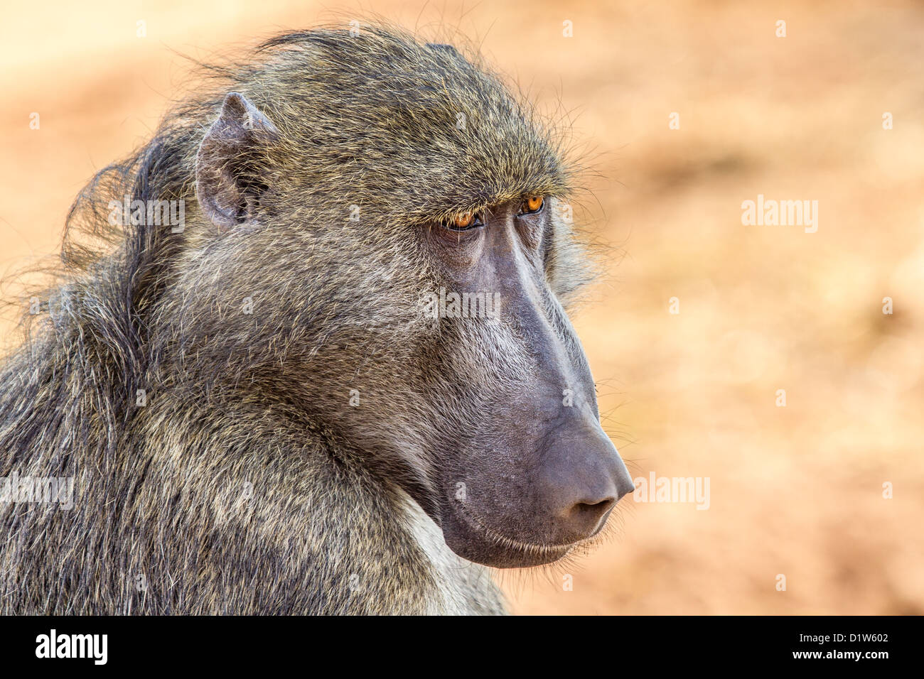 Nahaufnahme von einem Chacma Pavian (Papio Ursinus), Chobe, Botswana Stockfoto