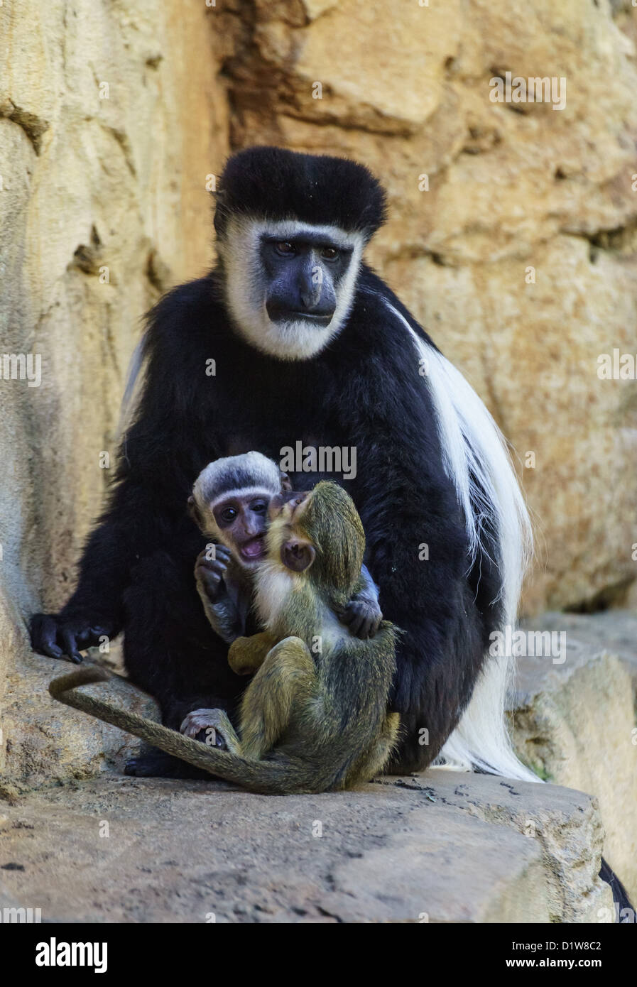 Fuengirola BioPark Zoo. Black And White Colobus Affen Mutter mit jungen; Erwachsene weibliche Totenkopfäffchen interessiert das Baby. Stockfoto