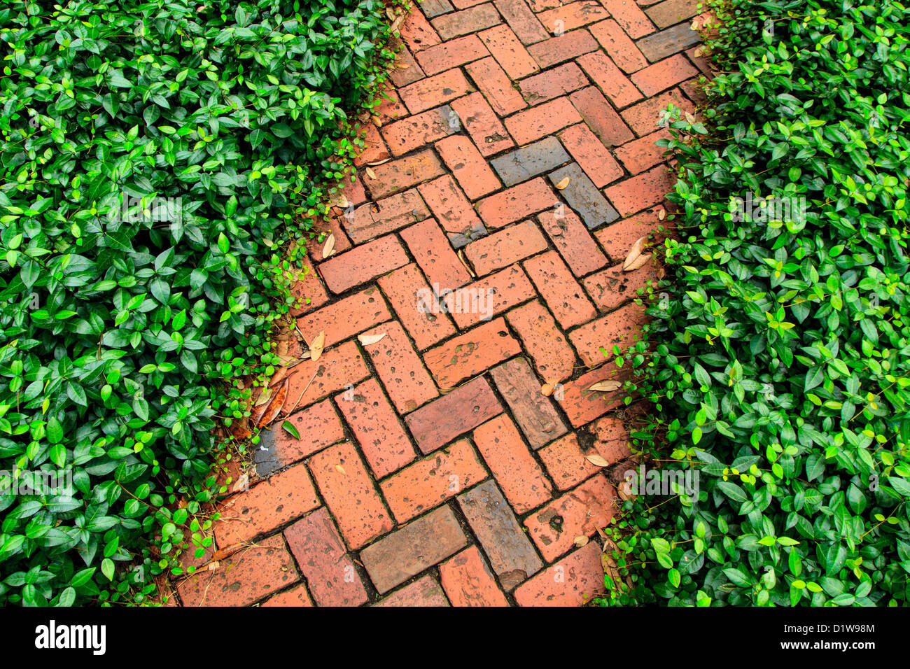 Aus rotem Backstein Weg im Garten (Muster / Detailansicht) Stockfoto