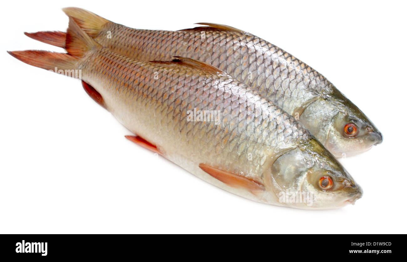 Beliebte Rohu oder Rohit Fische des indischen Subkontinents Stockfoto