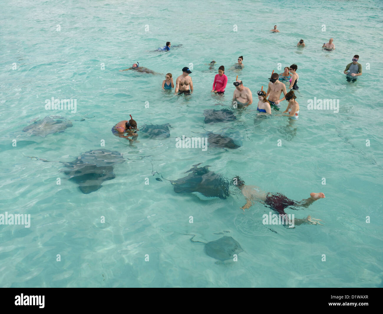 Schwimmen mit Stachelrochen, Stingray City Sandbank, Grand Cayman, British West Indies Stockfoto