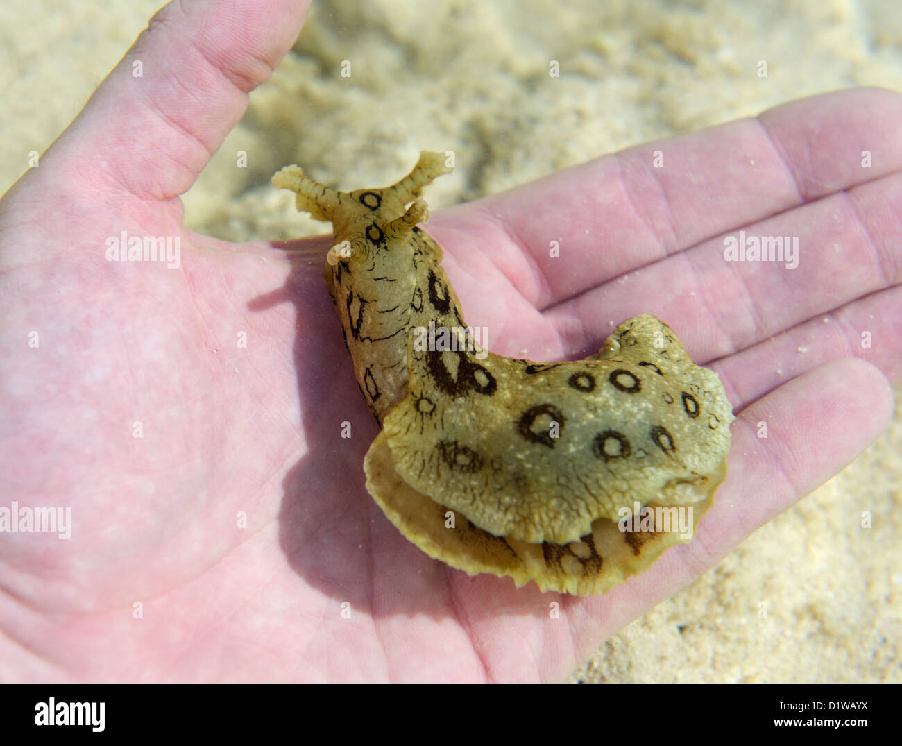 Gefleckte Meer Hasen, Aplysia Dactylomela, eine große Seeschnecke in einem Tidepool, Grand Cayman BWI Stockfoto
