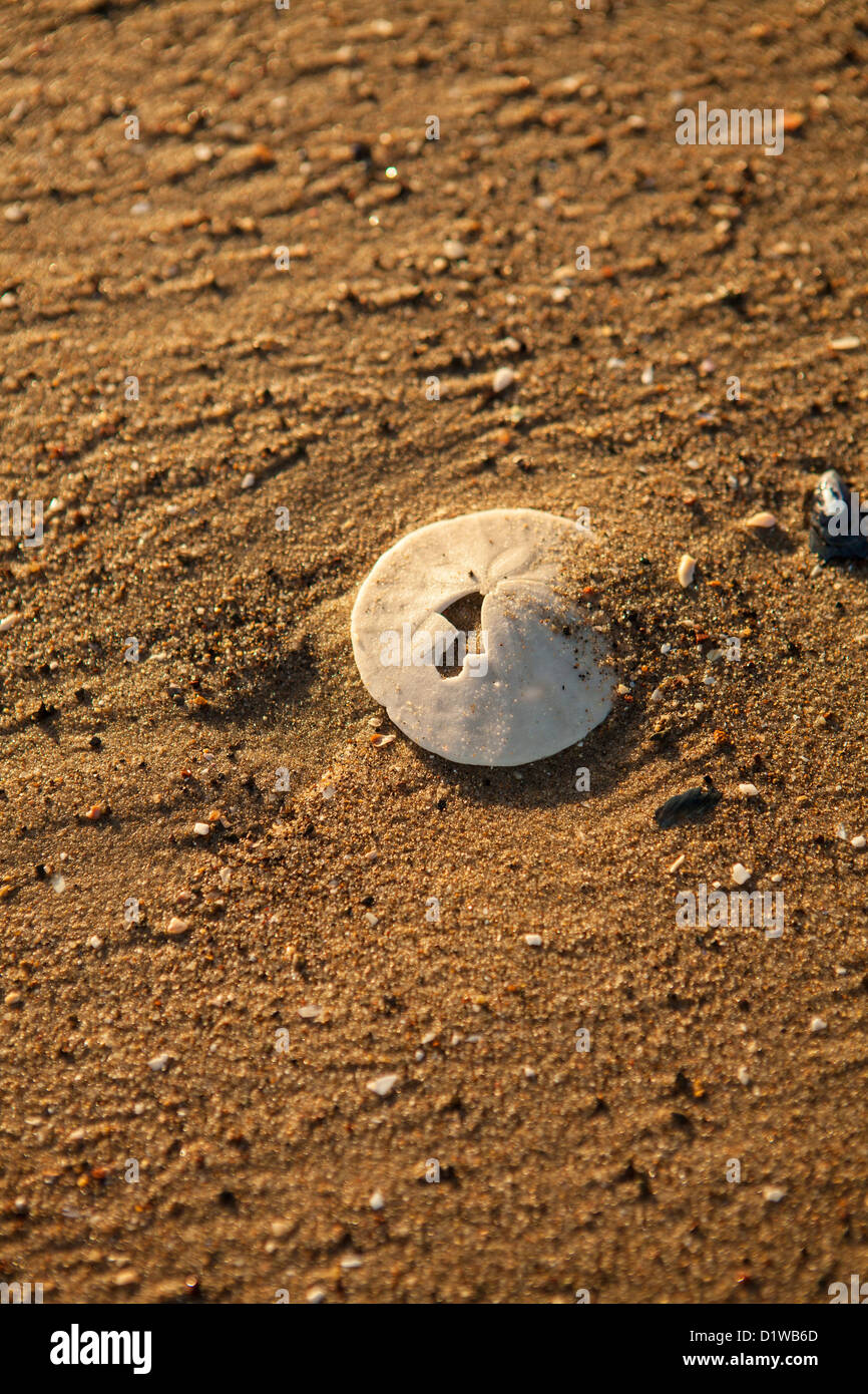 Sanddollar am Strand, La Conchita Beach in der Nähe von Carpinteria, Kalifornien, Vereinigte Staaten von Amerika Stockfoto