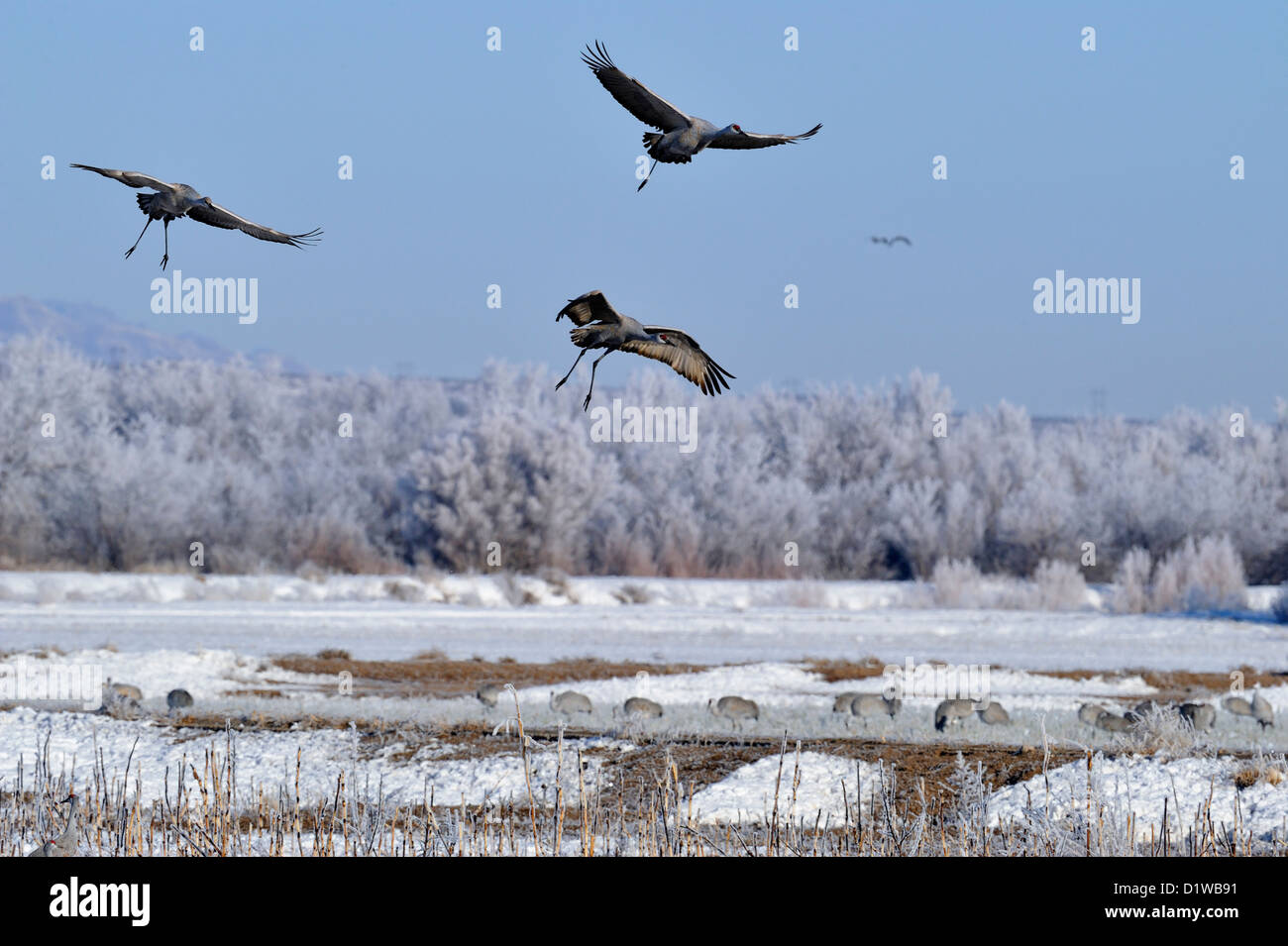 Sandhill Crane (Grus canadensis) im Flug über Winter Futterstellen, Bosque Del Apache National Wildlife Refuge, New Mexico, USA Stockfoto