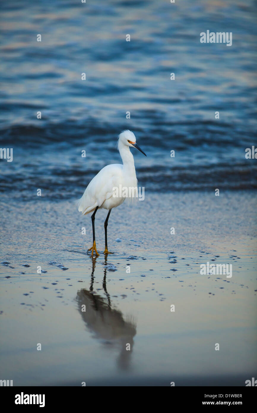 Snowy Reiher, Egretta unaufger, Fütterung auf Sand Krebse Sandbank am Eingang des Hafens, Santa Barbara, Kalifornien Stockfoto