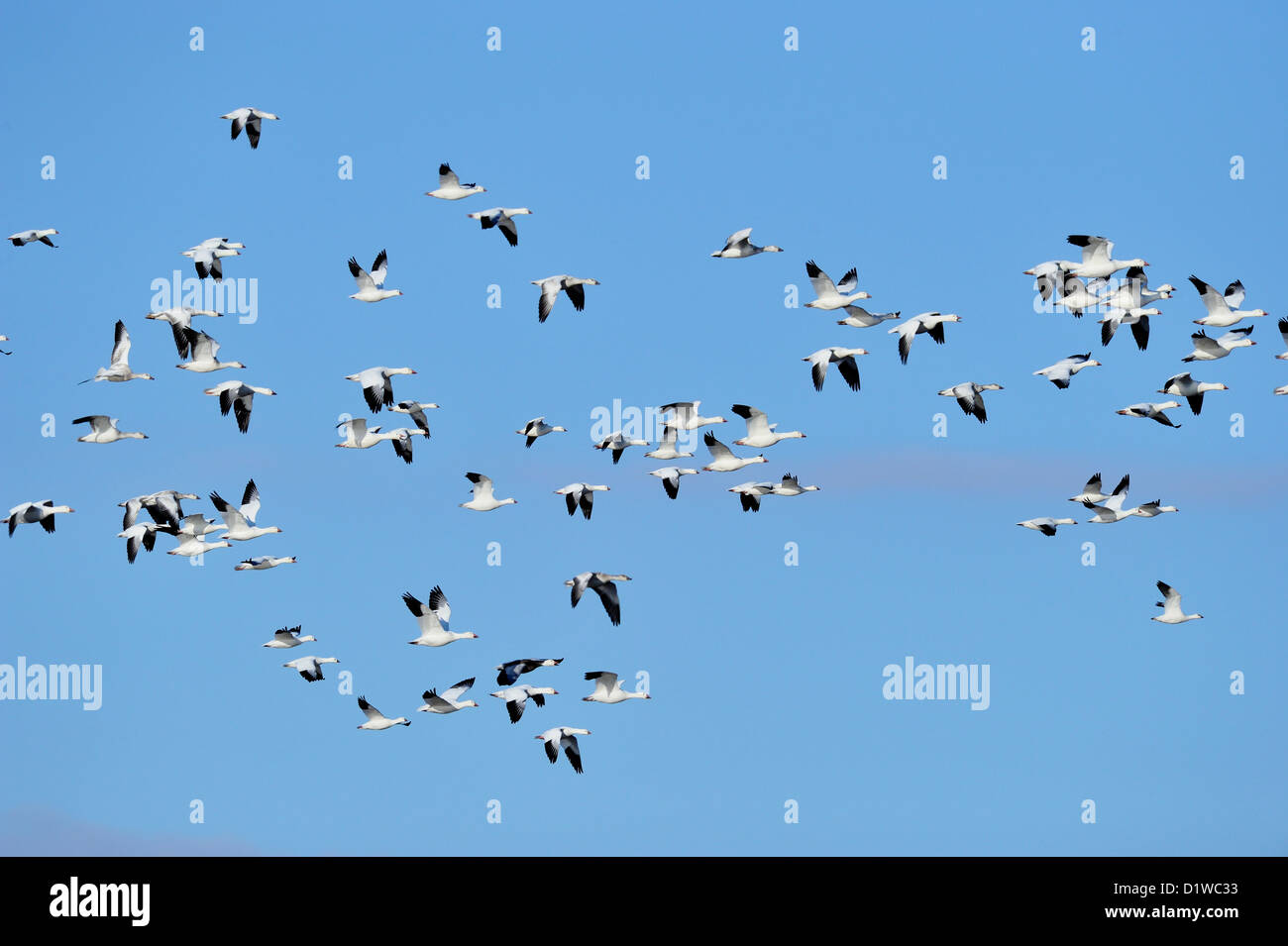 Snow Goose (Chen Caerulescens) Herde im Flug, Bosque Del Apache National Wildlife Refuge, New Mexico, USA Stockfoto