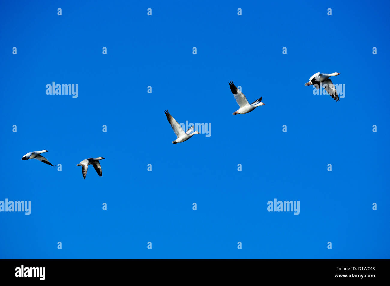 Snow Goose (Chen Caerulescens) Herde im Flug, Bosque Del Apache National Wildlife Refuge, New Mexico, USA Stockfoto
