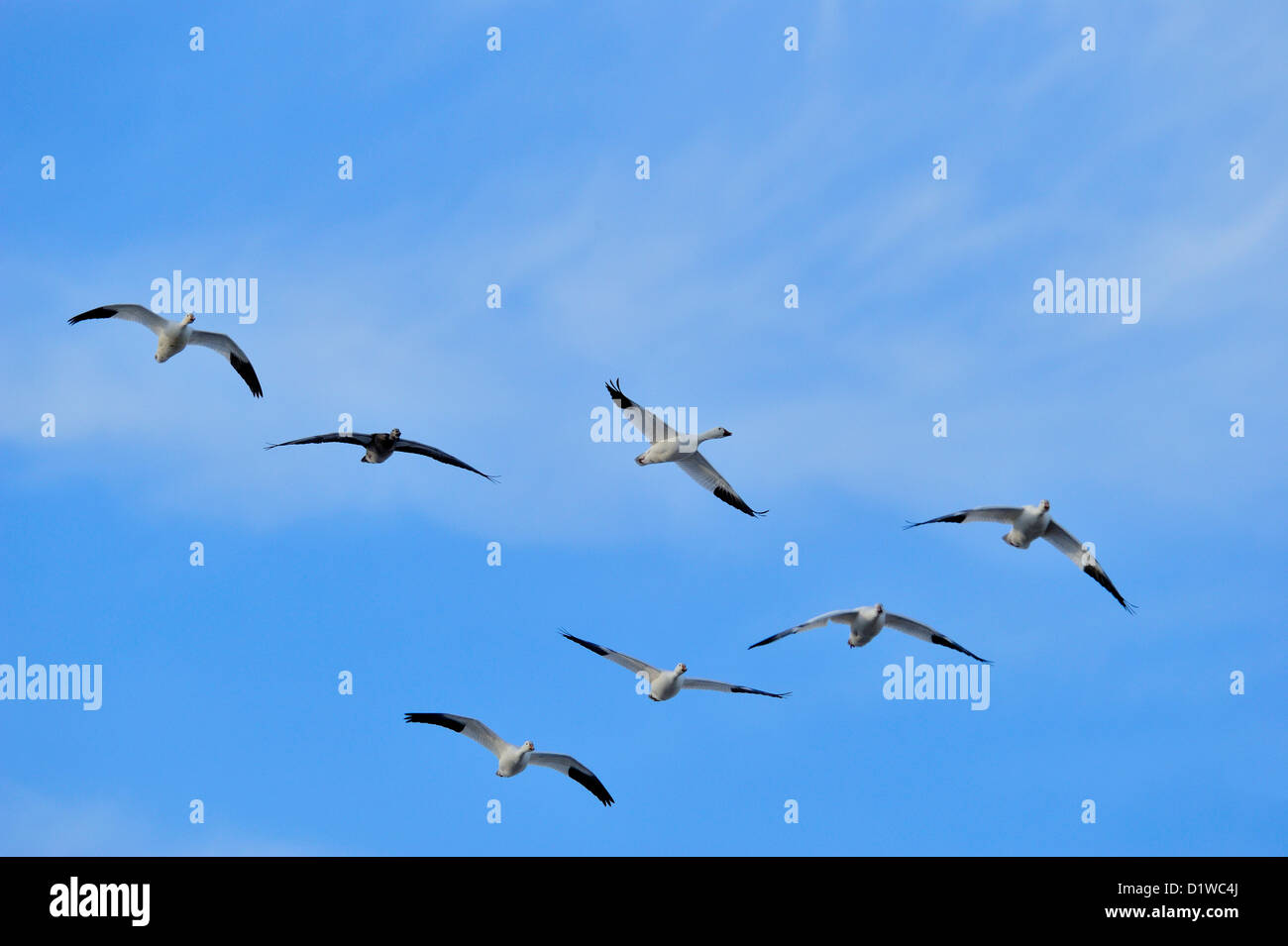 Snow Goose (Chen Caerulescens) Herde im Flug über Nahrungsaufnahme, Bosque Del Apache National Wildlife Refuge, New Mexico, USA Stockfoto