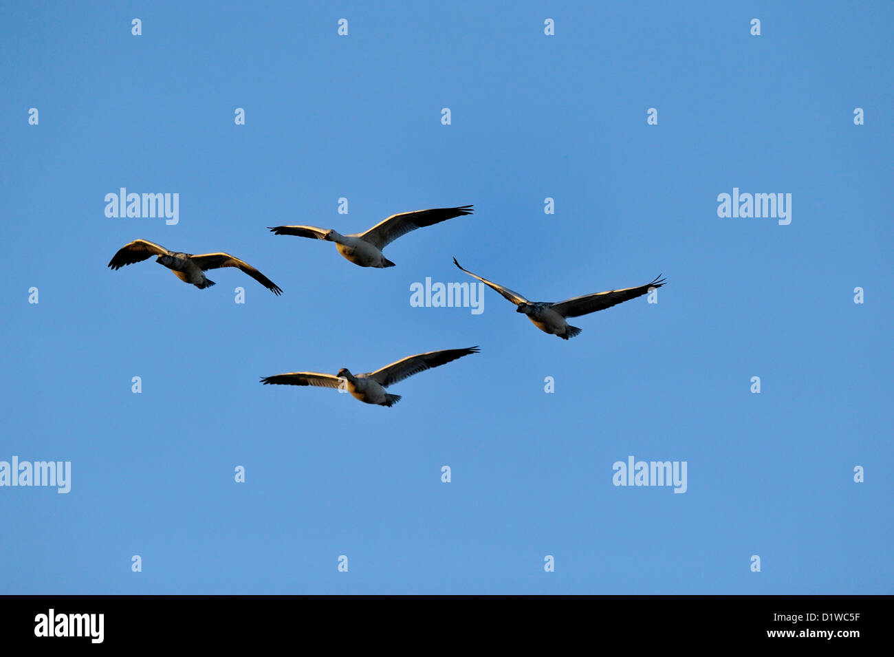 Snow Goose (Chen Caerulescens) Herde im Flug, Bosque Del Apache National Wildlife Refuge, New Mexico, USA Stockfoto