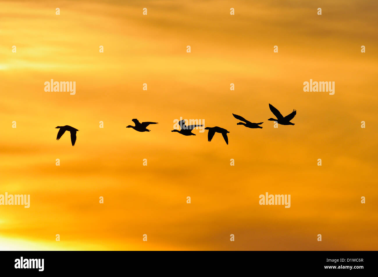 Snow Goose (Chen Caerulescens) Herde im Flug bei Sonnenuntergang, Bosque Del Apache National Wildlife Refuge, New Mexico, USA Stockfoto