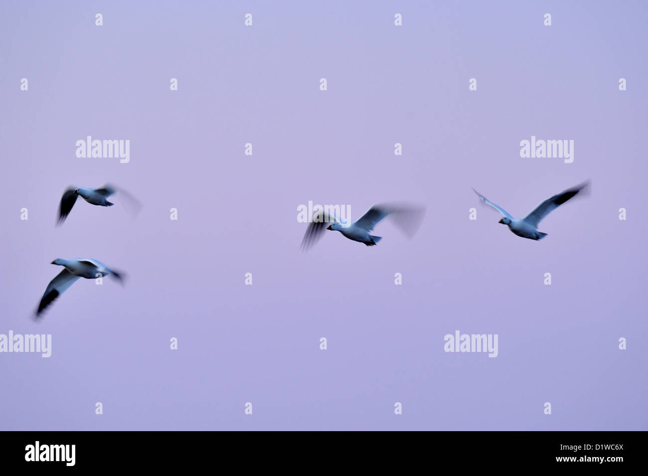 Snow Goose (Chen Caerulescens) Herde im Flug bei Sonnenuntergang, Bosque Del Apache National Wildlife Refuge, New Mexico, USA Stockfoto