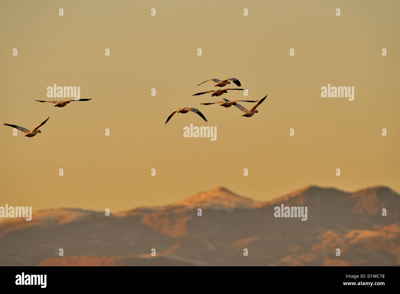 Snow Goose (Chen Caerulescens) Herde im Flug bei Sonnenuntergang, Bosque Del Apache National Wildlife Refuge, New Mexico, USA Stockfoto