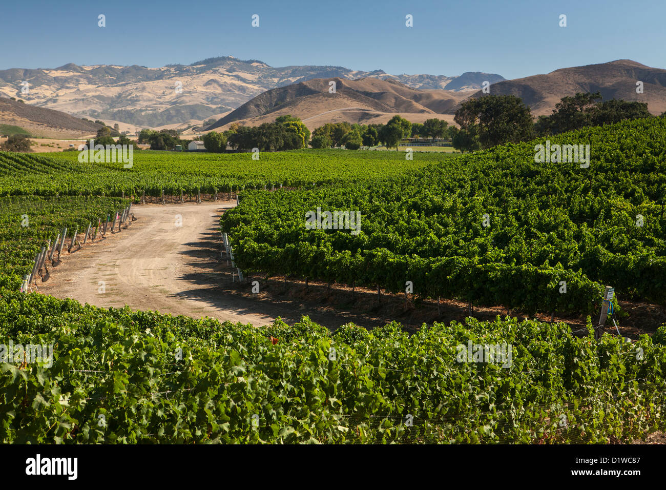 Sauvignon Blanc und Merlot Trauben angebaut werden, in den Weinbergen entlang Happy Canyon Road, Santa Ynez Valley, Kalifornien Stockfoto
