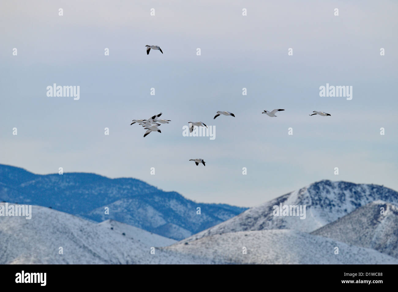 Snow Goose (Chen Caerulescens) Herde im Flug über Nahrungsaufnahme, Bosque Del Apache National Wildlife Refuge, New Mexico, USA Stockfoto