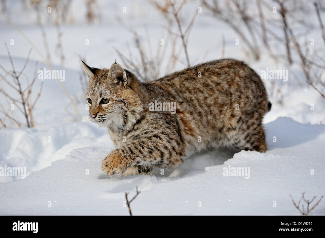 Rotluchs (Lynx rufus) Kitten ersten Winter, Captive angehoben Muster, Bozeman, Montana, USA Stockfoto