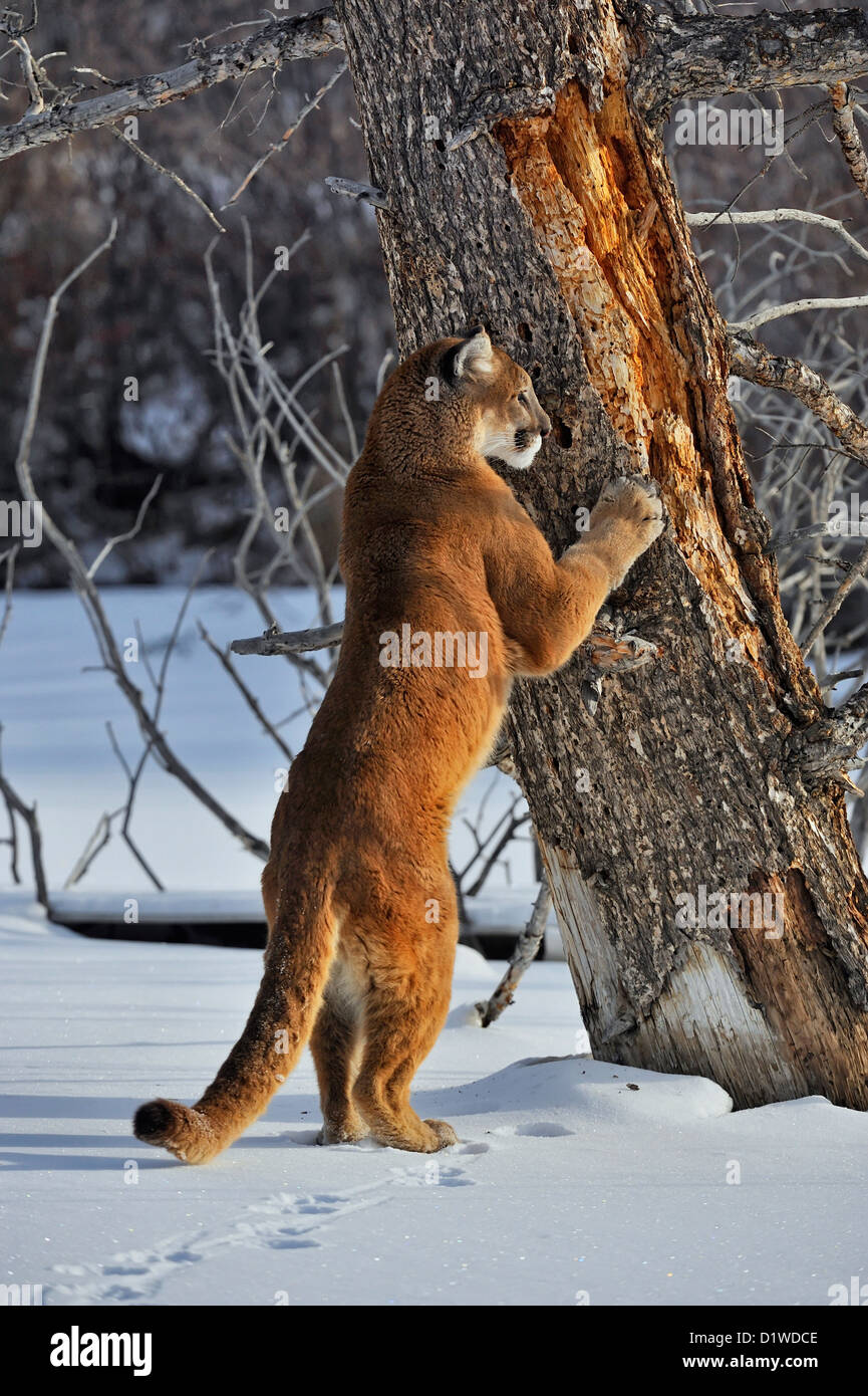 Cougar, Puma, Mountain Lion (Puma concolor) Schärfen Krallen an toten Baum,  Captive angehoben Muster, Bozeman, Montana, USA Stockfotografie - Alamy