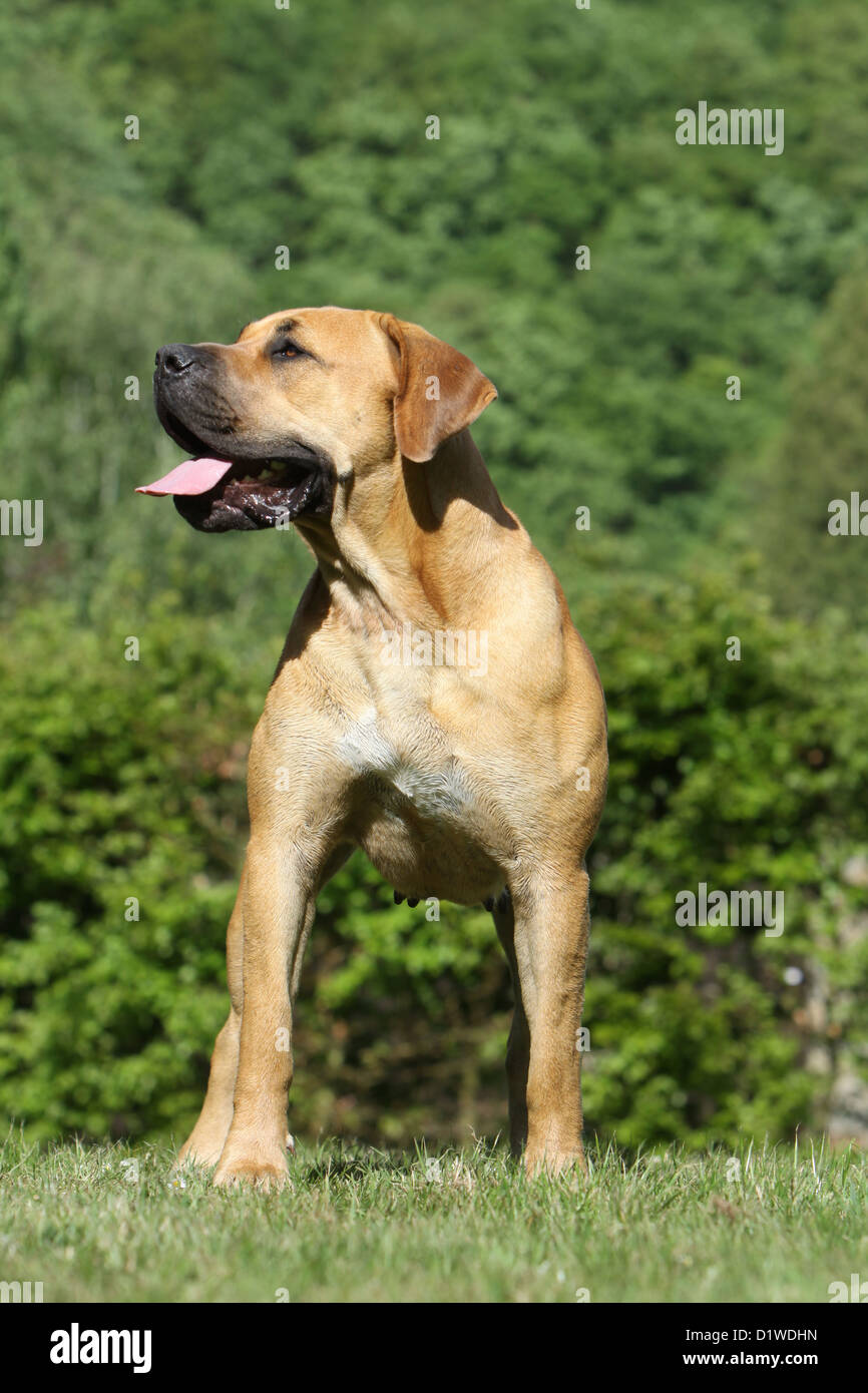 Hund Boerboel / Boerbull / South African Mastiff Erwachsenen stehen Stockfoto