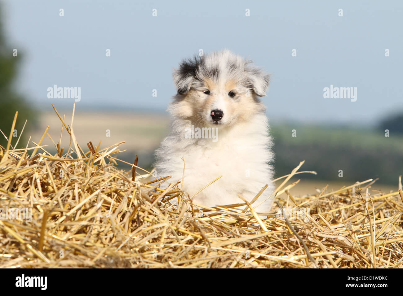 Rough Collie Hund / schottischer Collie Welpen (blue Merle) sitzen im Stroh Stockfoto