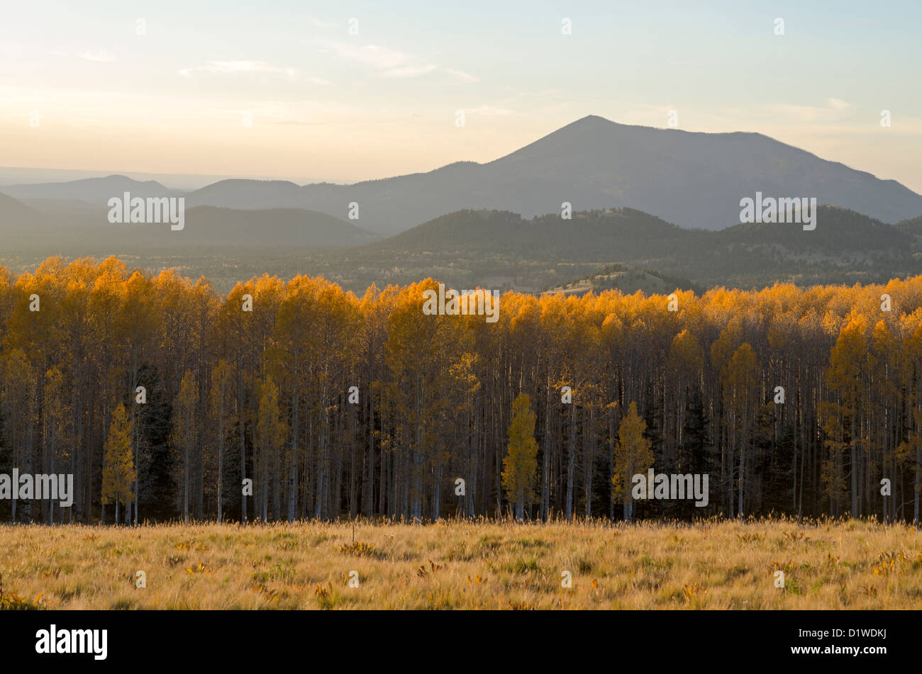 Espen drehen ein helles Gelb im Herbst bei den Arizona Snowbowl, in der Nähe von Flagstaff, Arizona, USA Stockfoto