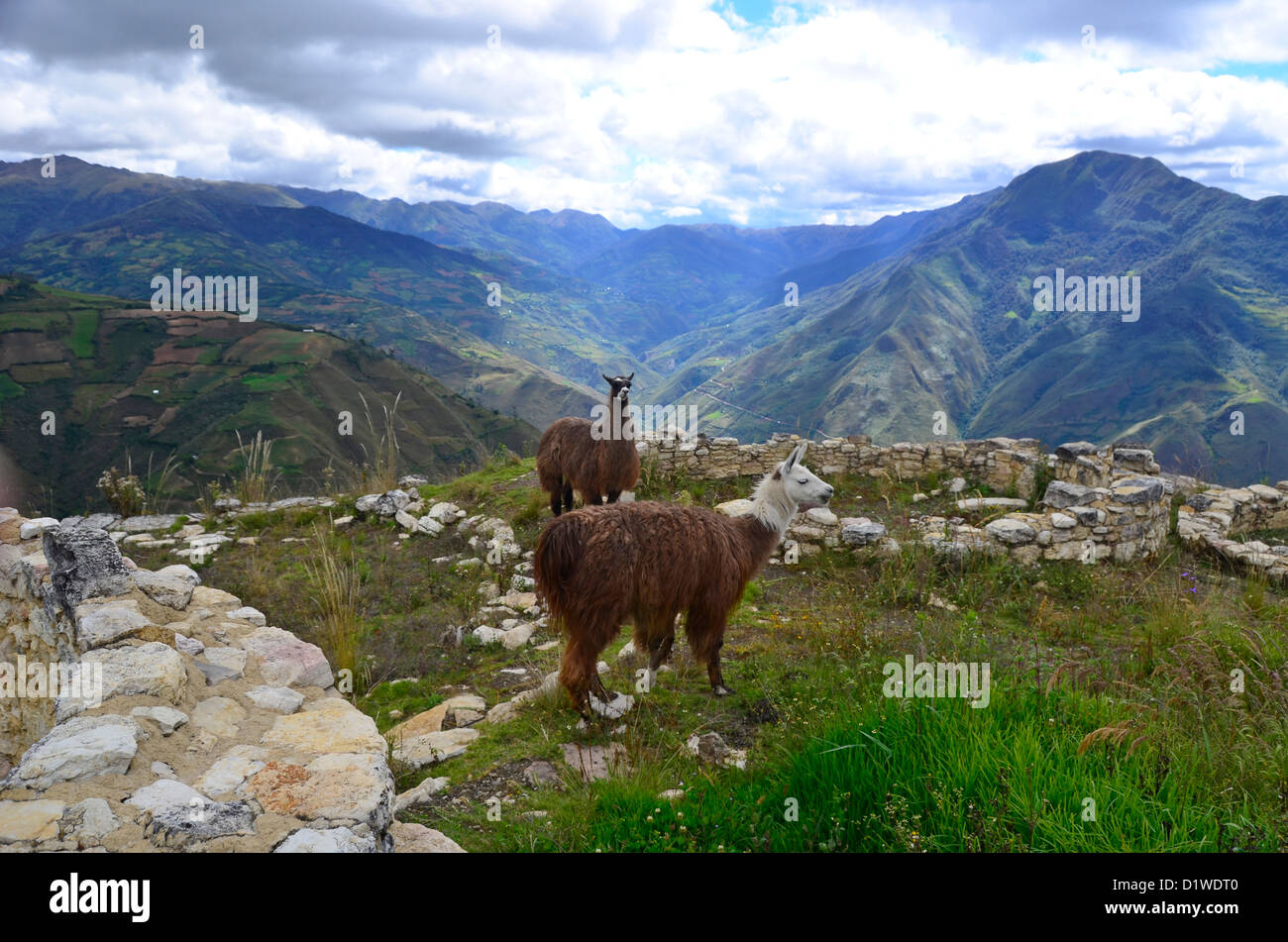 Zwei Lamas Weiden auf den Ruinen der Festung Kuelap der Chachapoyas Leute, Nord-Peru Stockfoto