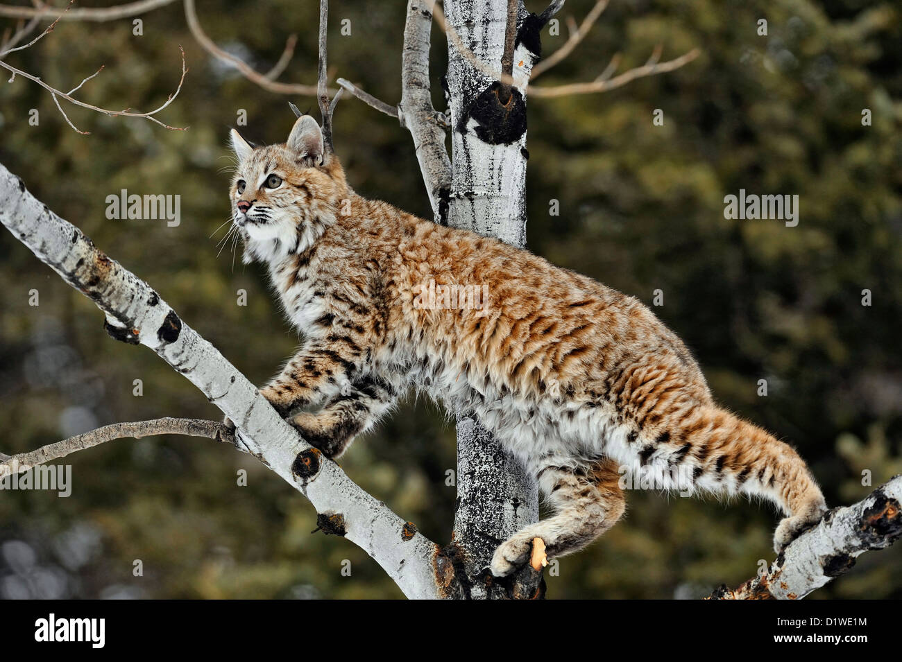 Rotluchs (Lynx rufus) Kitten ersten Winter, Captive angehoben Muster, Bozeman, Montana, USA Stockfoto