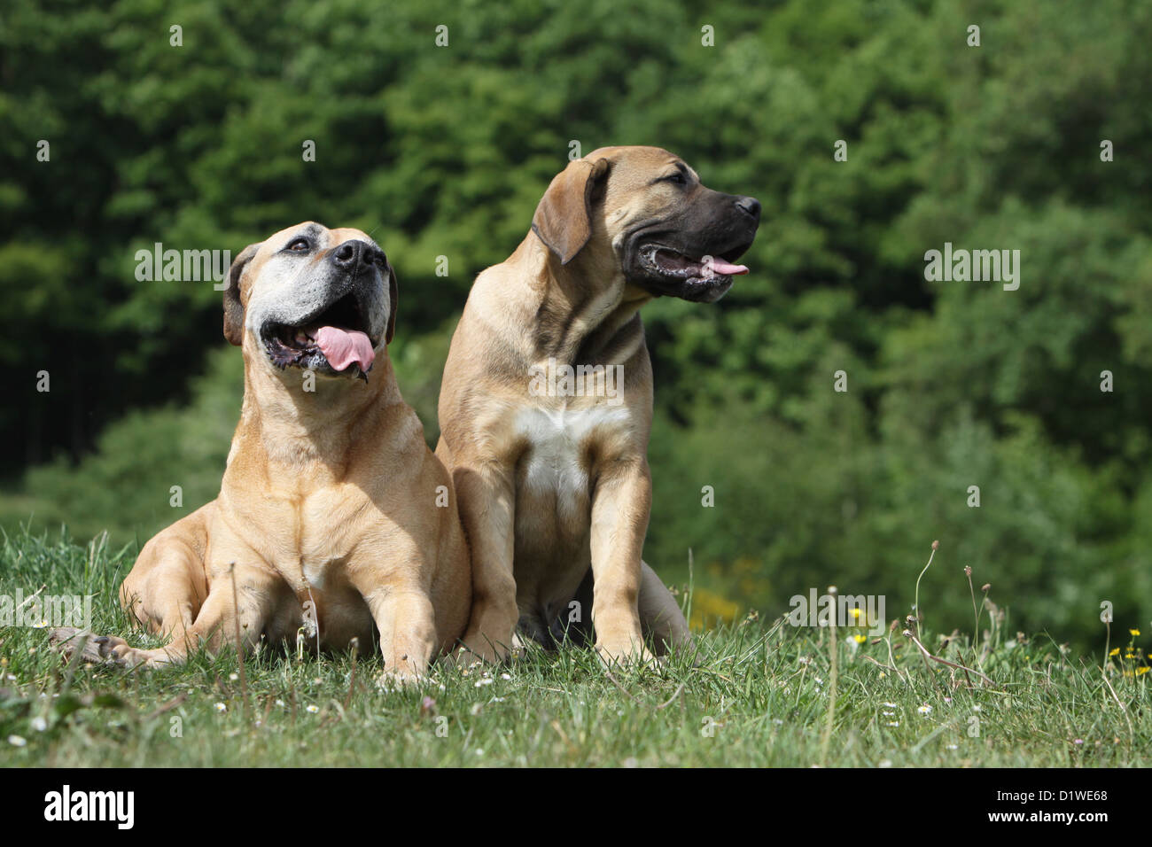 Hund Boerboel / Boerbull / South African Mastiff alte Erwachsene und Welpen sitzen auf einer Wiese Stockfoto