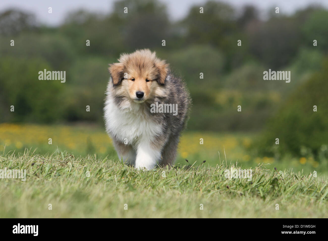 Rough Collie Hund / schottischer Collie Welpen (Zobel-weiß) zu Fuß auf einer Wiese Stockfoto