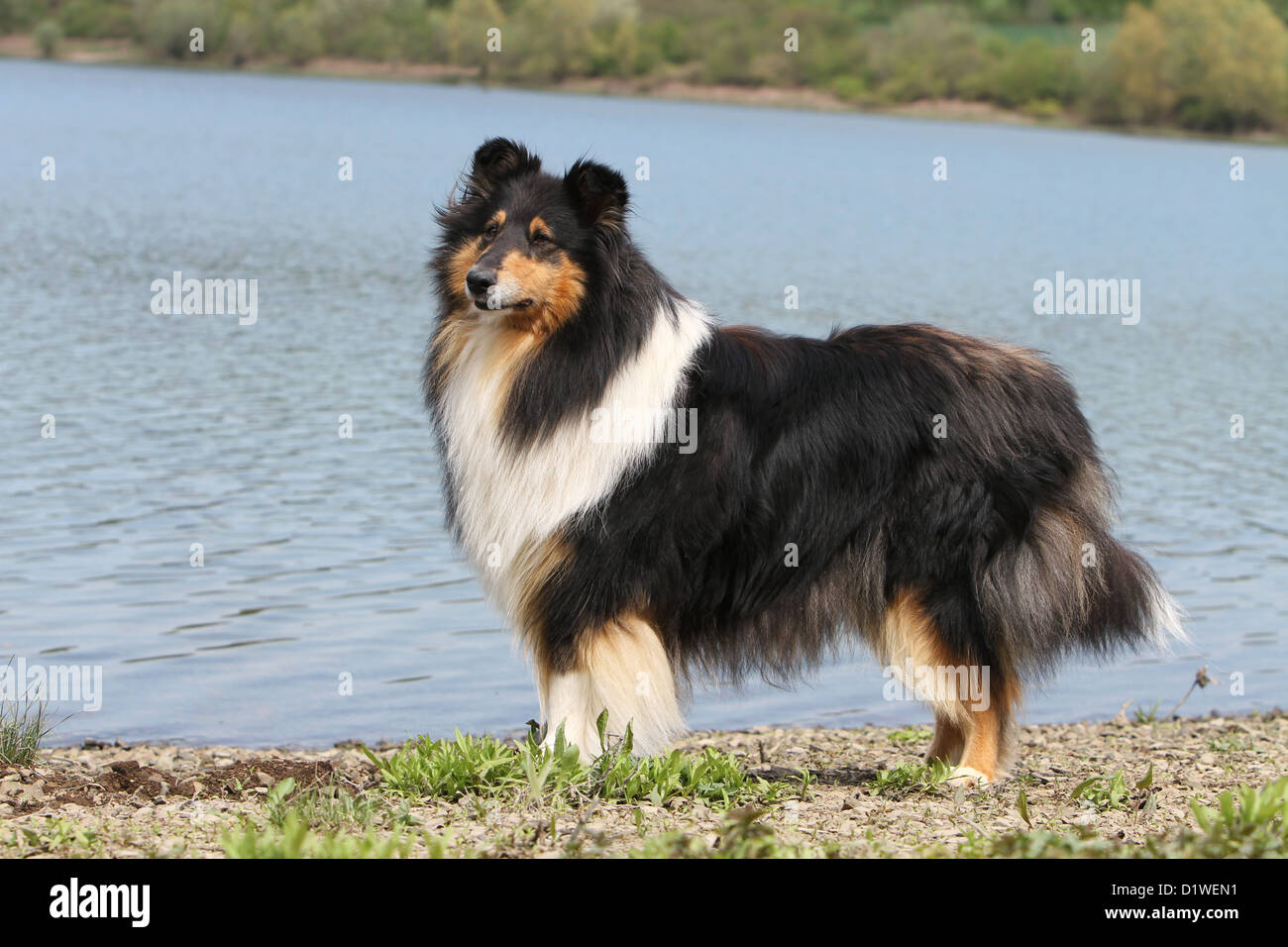 Rough Collie Hund / schottischer Collie Erwachsenen stehen (Tricolor) Profil Stockfoto