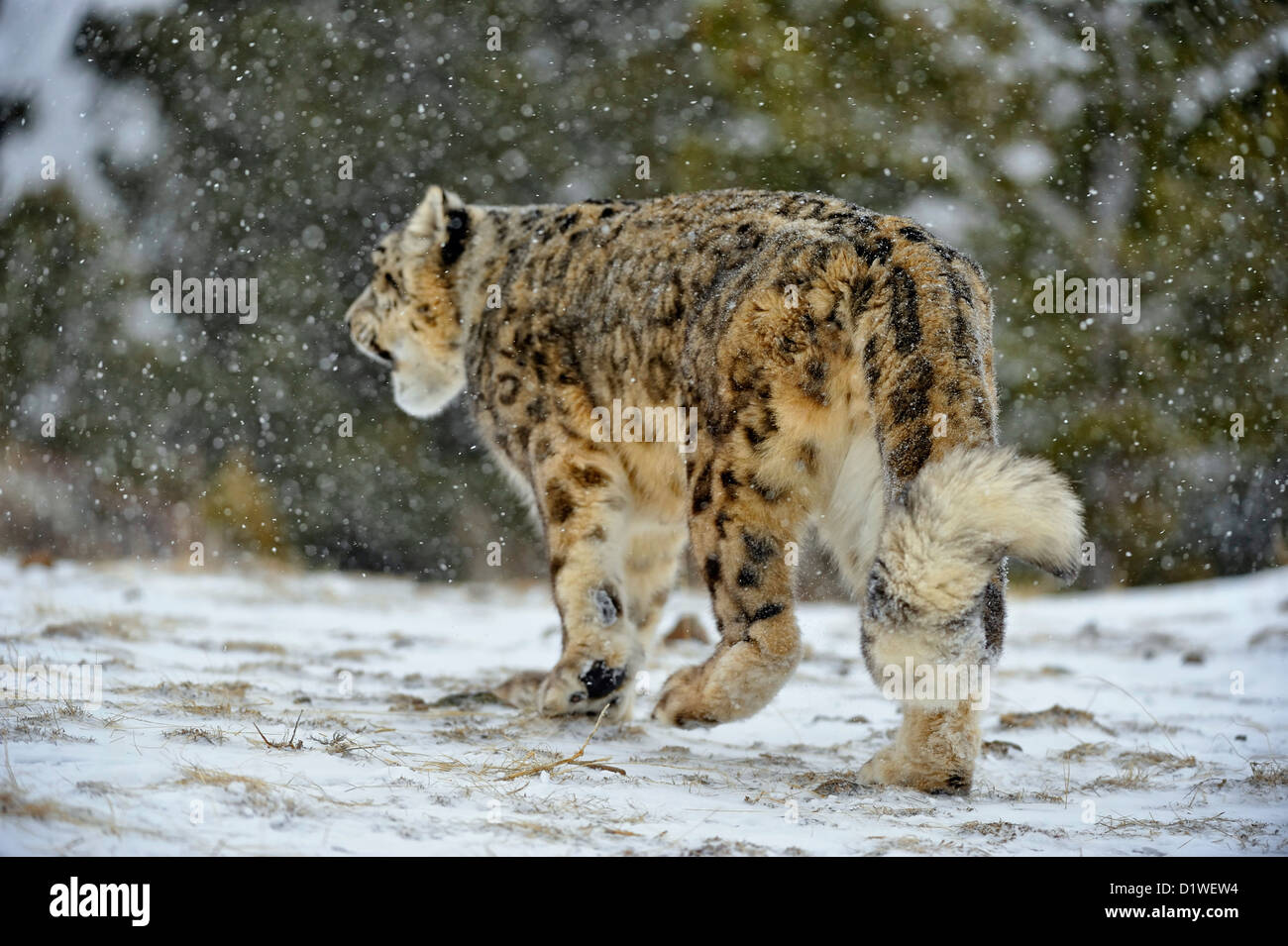 Snow Leopard (Panthera Uncia uncia uncia oder), Captive angehoben Muster, Bozeman, Montana, USA Stockfoto