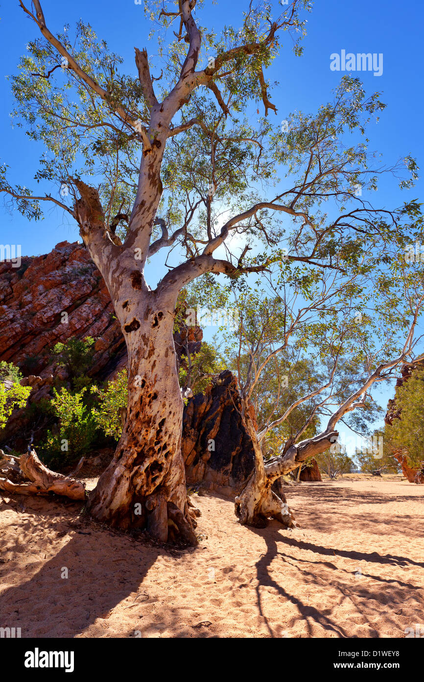 Jessie Lücke in Zentral-Australien Stockfoto