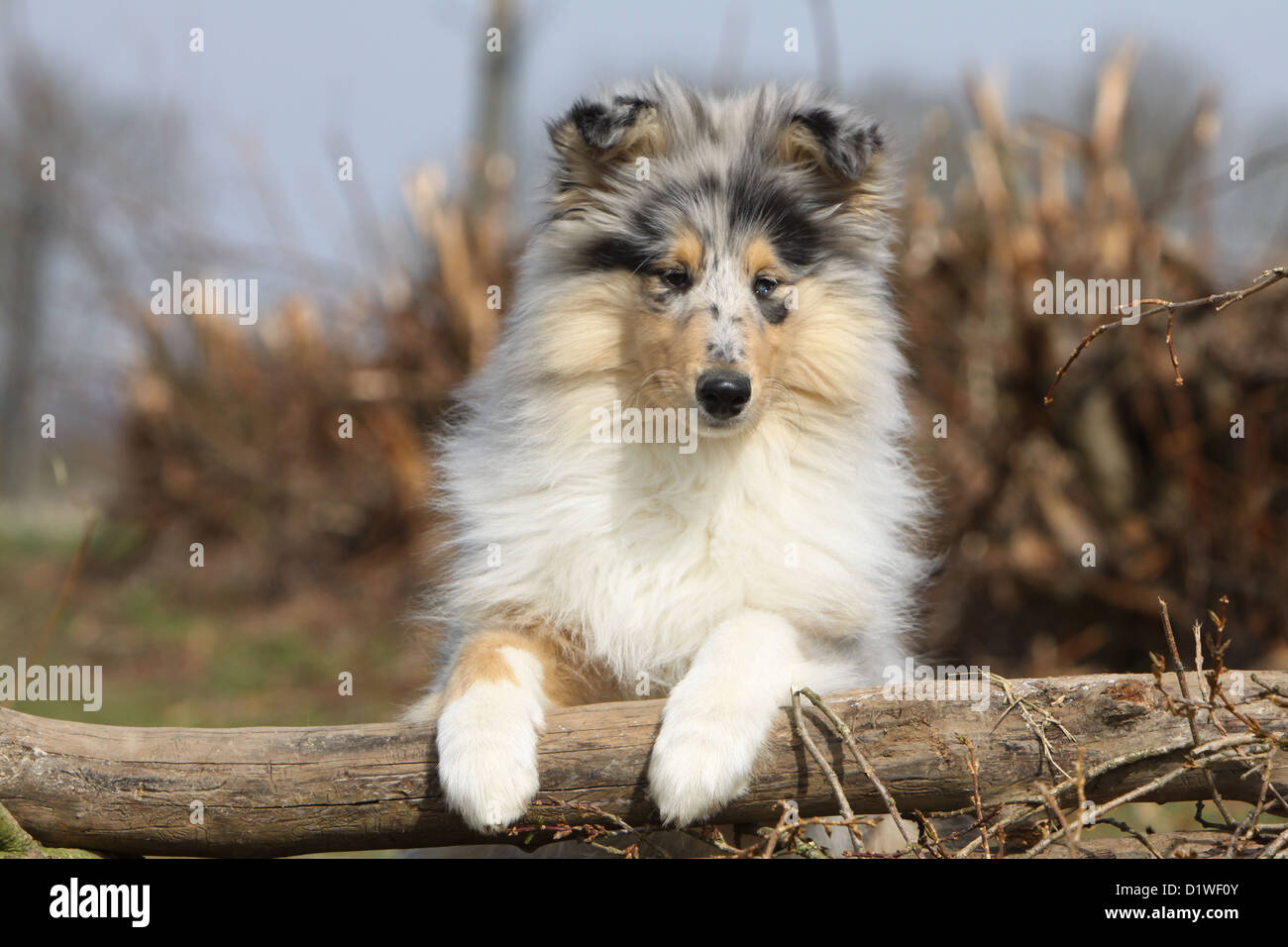 Rough Collie Hund Schottischer Collie Welpen Blue Merle Liegen Auf Einem Holz Stockfotografie Alamy