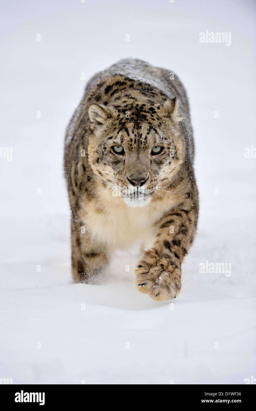Snow Leopard (Panthera Uncia uncia uncia oder), Captive angehoben Muster, Bozeman, Montana, USA Stockfoto