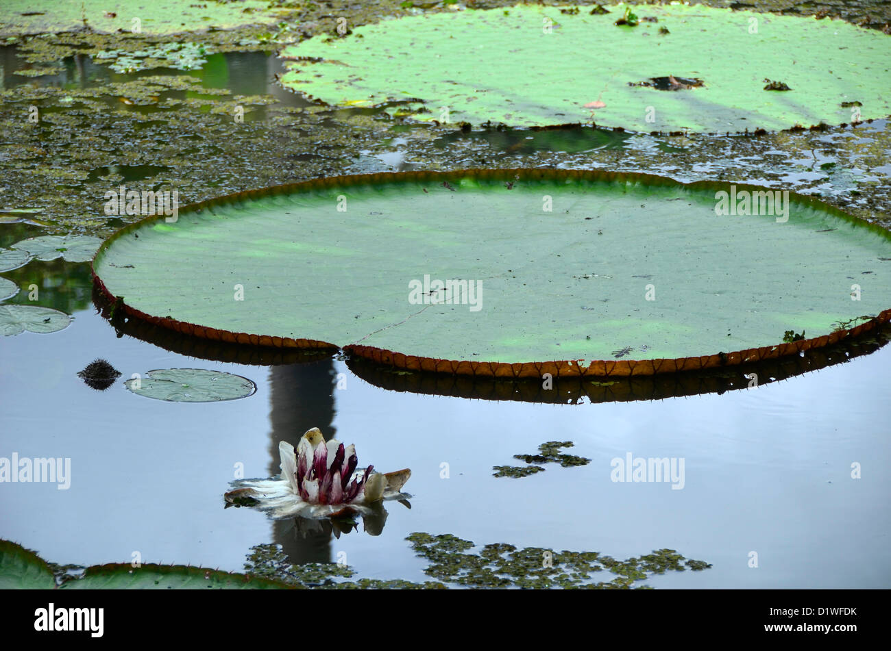 Riesen Waterlily (Victoria Regis) entlang des Amazonas-Flusses in der Nähe von Iquitos Stockfoto