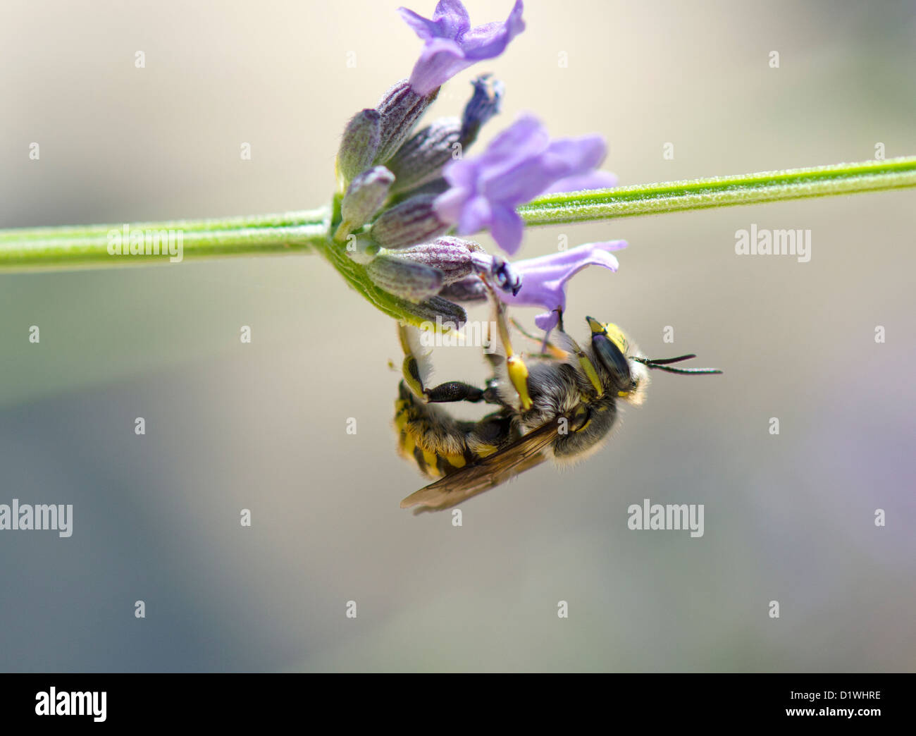 Wespe saugen Nektar auf Lavendel Stockfoto