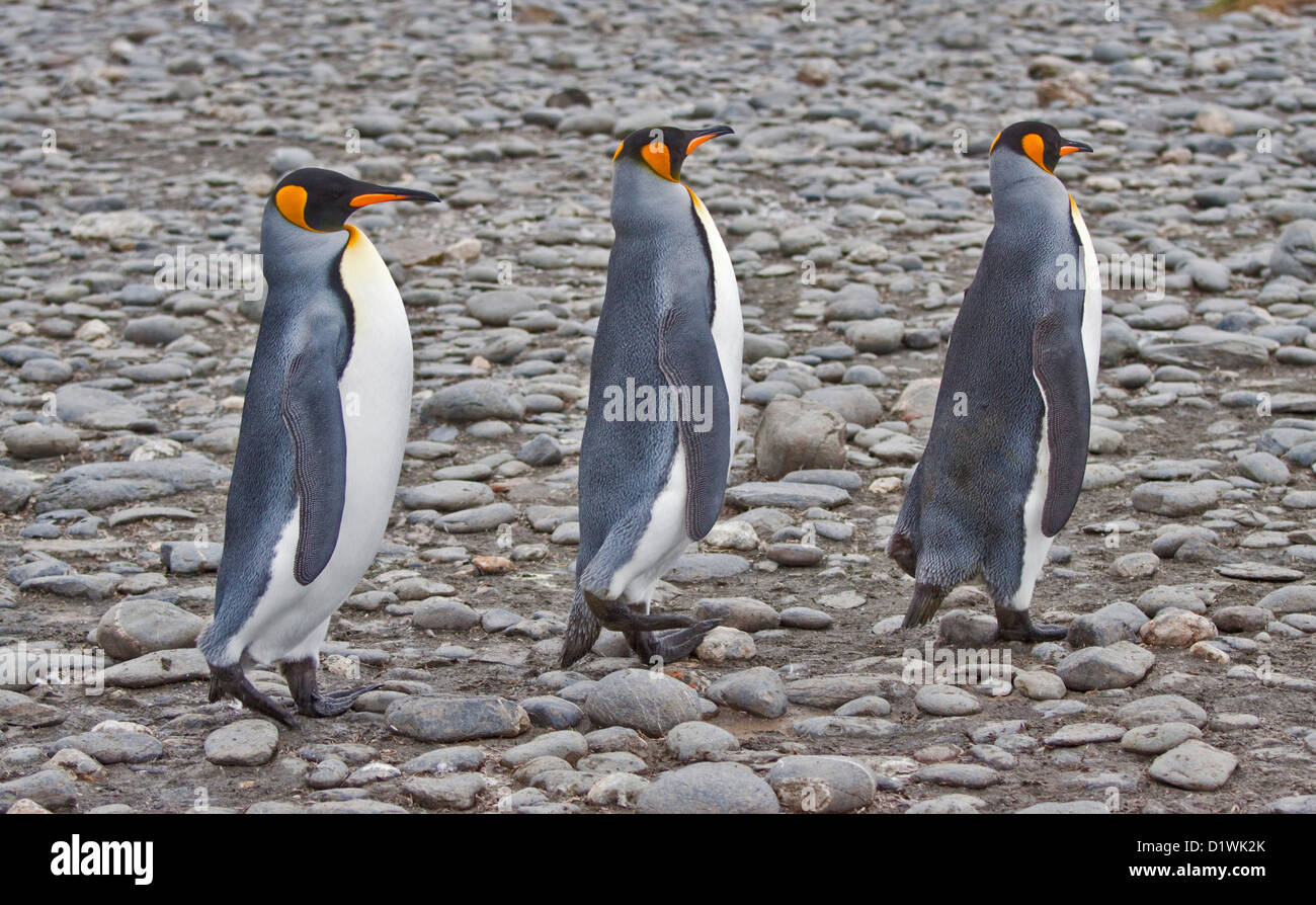 Drei König Penguins (Aptenodytes Patagonicus), Salisbury Plain, Süd-Georgien Stockfoto