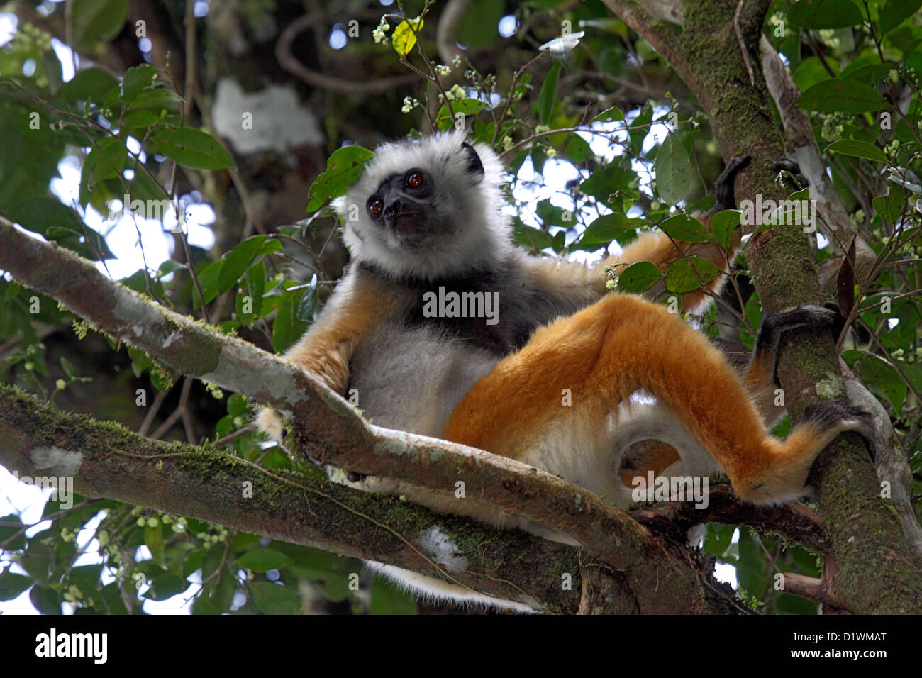 Matrizengeformte Sifaka in Baumkronen der Baum im Wald in Madagaskar Stockfoto