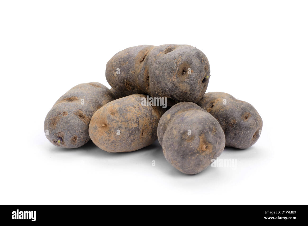 Blaue Kartoffel, Sorte Purple Majesty Stockfoto