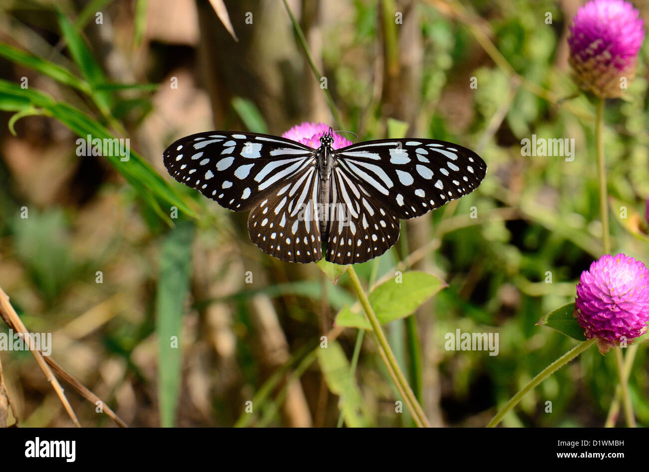 Pale Blue Tiger-Schmetterling (Tirumala Limniace) auf Blume in der Nähe der Straße-Schiene Stockfoto