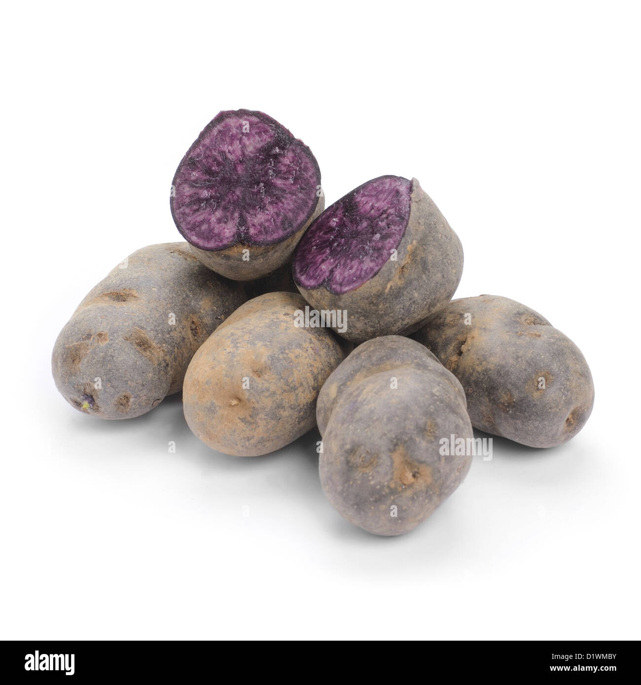 Blaue Kartoffel, Sorte Purple Majesty Stockfoto