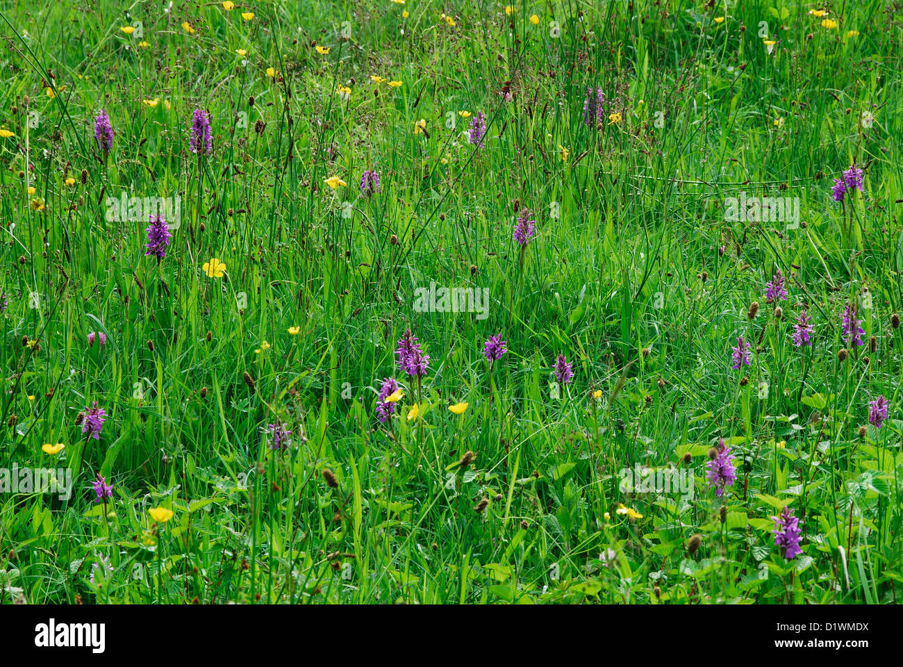 Ein Feld voller Sumpf Orchideen UK Stockfoto