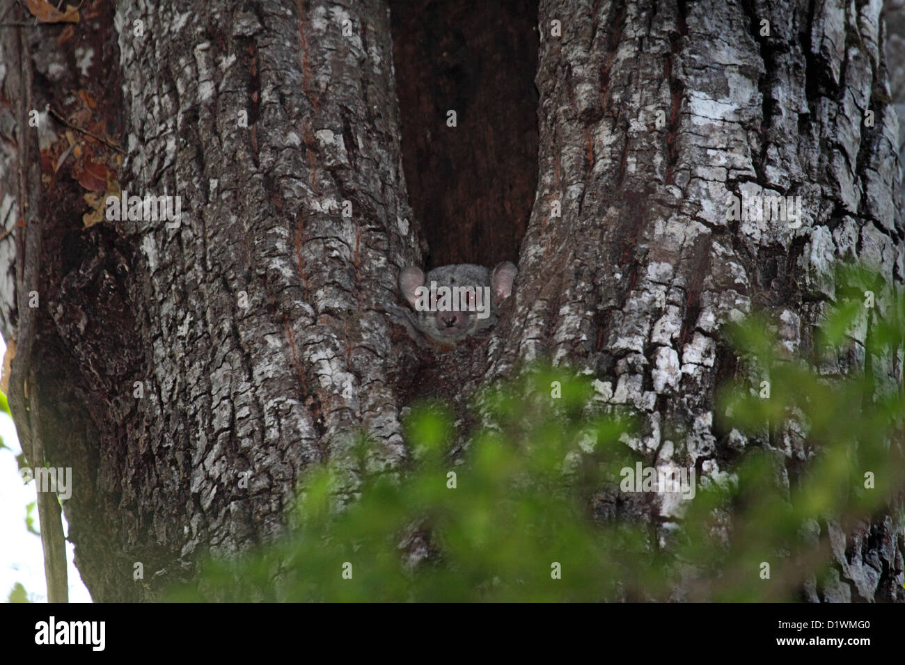 Milne-Edwards sportive Lemur in Loch im Baum in Madagaskar Stockfoto