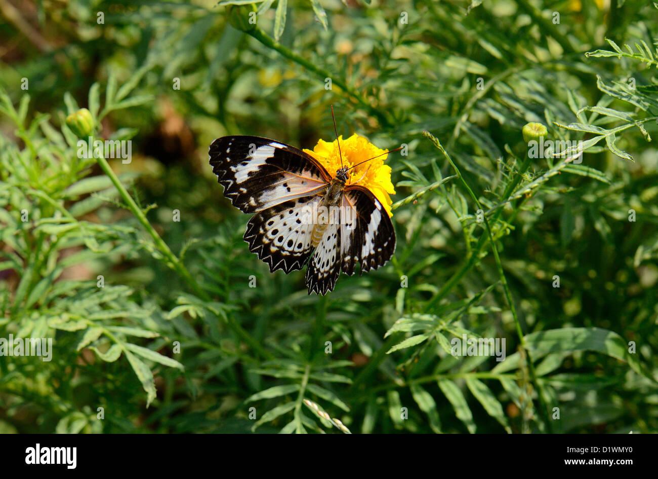 Leopard Florfliegen-Schmetterling (Cethosia Cyane) im Flower garden Stockfoto