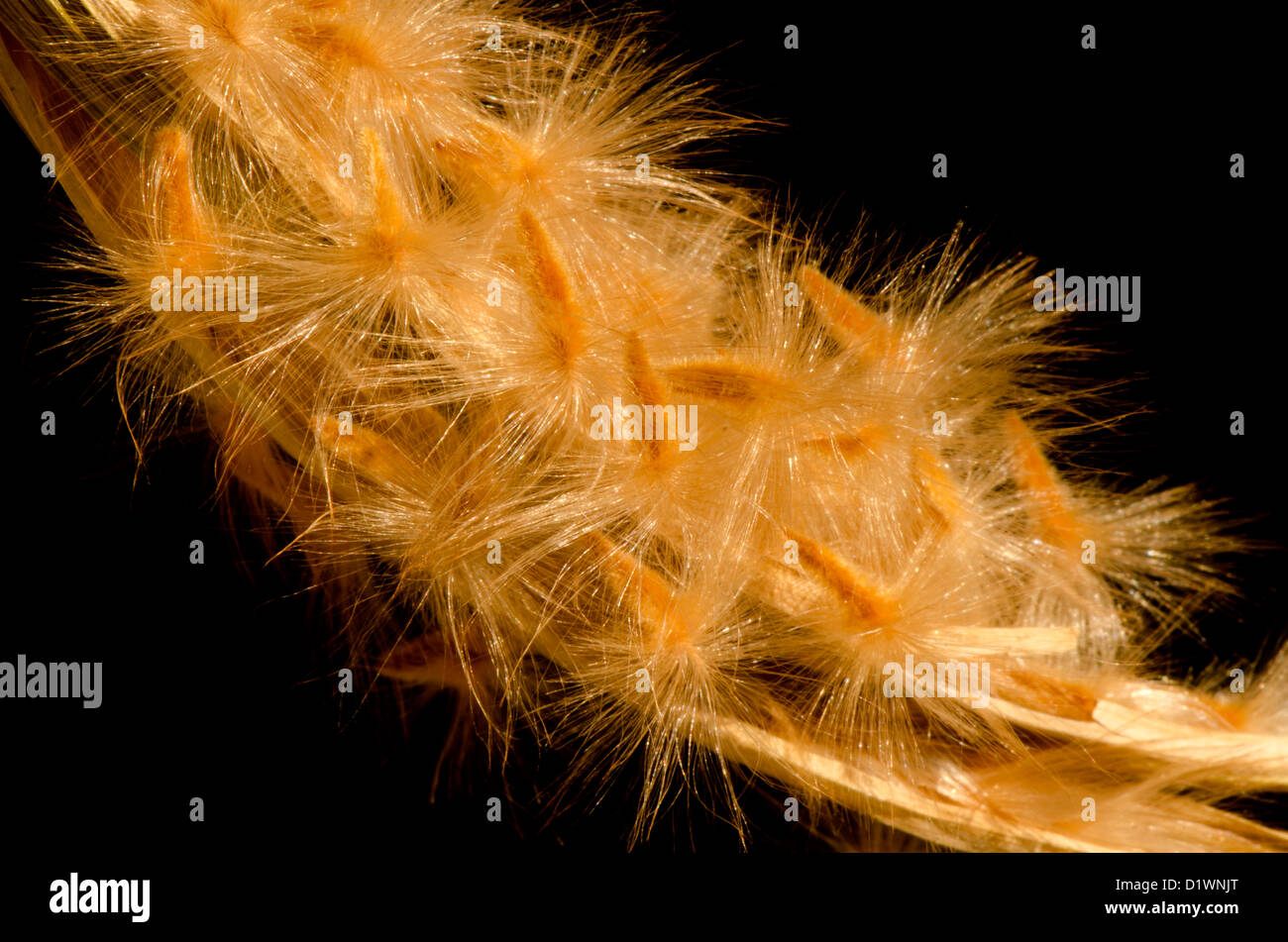 Samen Kapsel verbreitende Samen einer Frucht Oleander (Nerium Oleander). Stockfoto