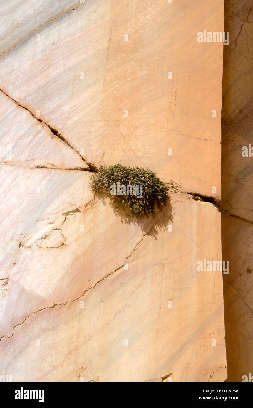 Grasbüschel Rasen wächst aus Riss im Marmor mir, Spanien Stockfoto
