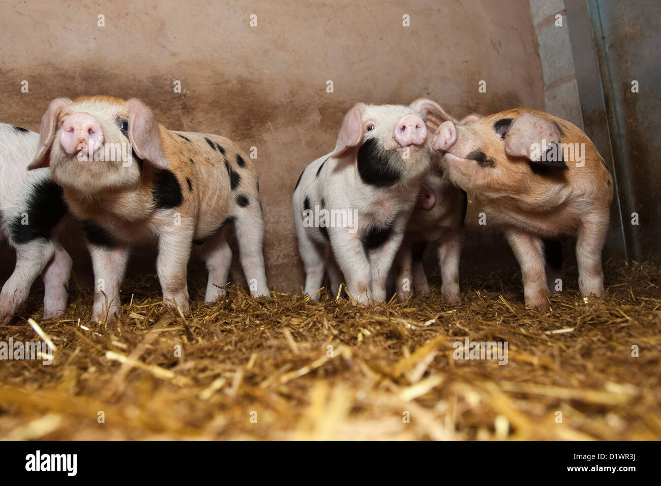 Oxford sandig und schwarzen Ferkel in weening Stifte Stockfoto