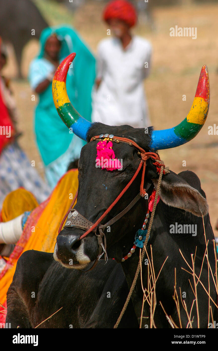 Eine verzierte Kuh auf der Pushkar Camel Fair, Rajasthan, Indien. Stockfoto