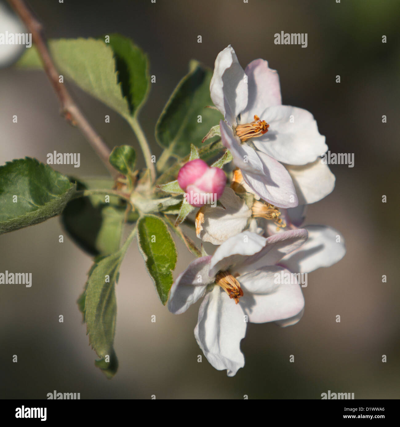 Apple Blossom Blumen (Malus) Stockfoto