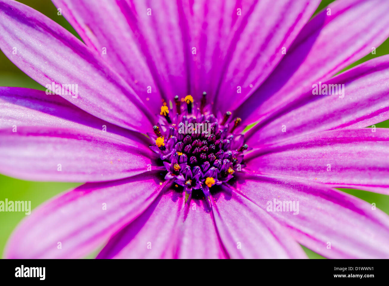 Nahaufnahme einer lila Osteospermum Blume. Stockfoto